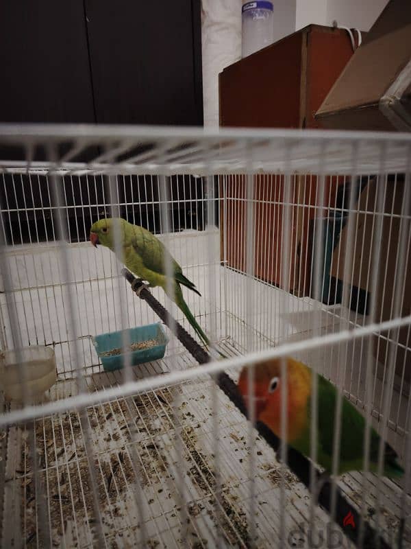 Two Parrots for Sale with cage 2