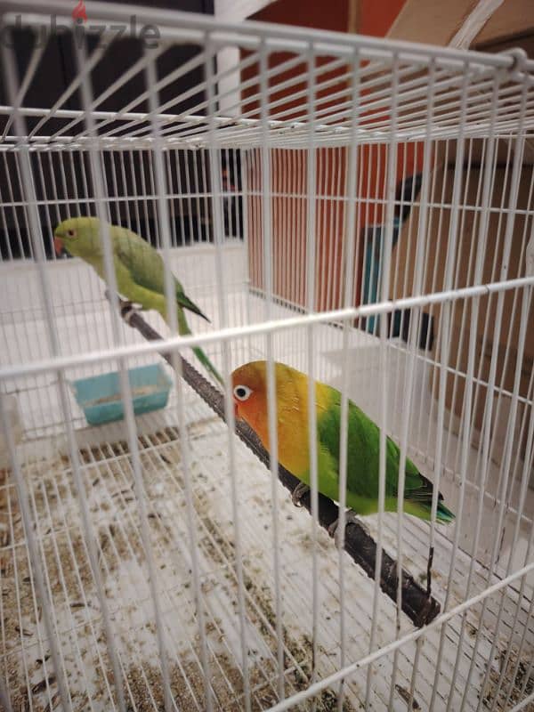 Two Parrots for Sale with cage 3