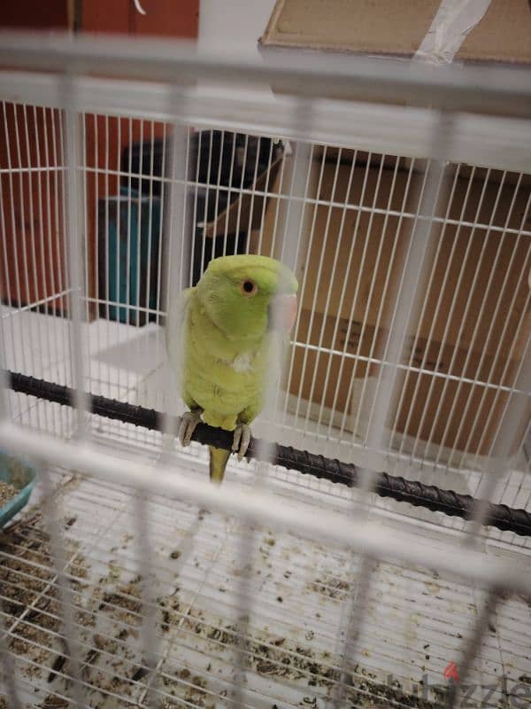 Two Parrots for Sale with cage 4