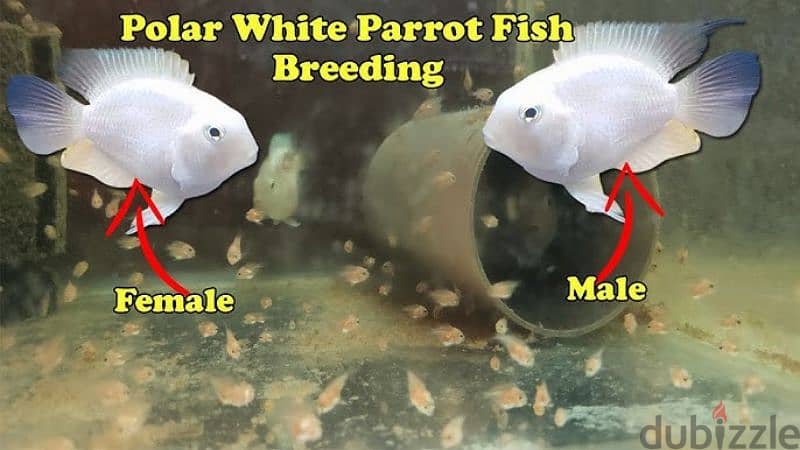 polar parrot fish breathing pair 0