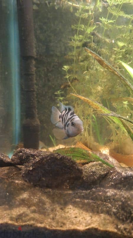 polar parrot fish breathing pair 3