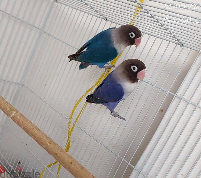 Fischer love birds for sale 0