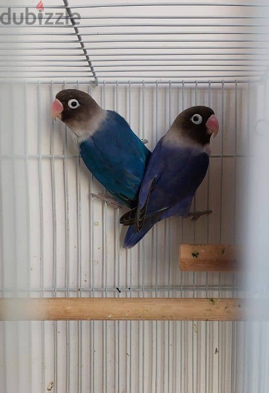 Fischer love birds for sale 1