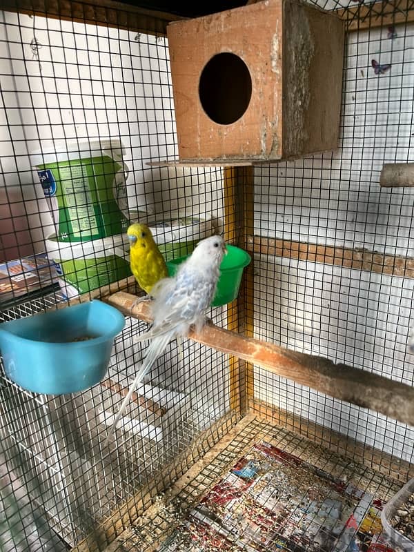 Bird and Cage for Sale 1