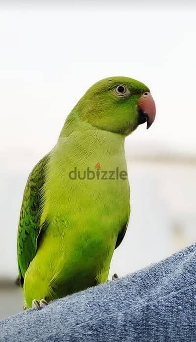 parrot