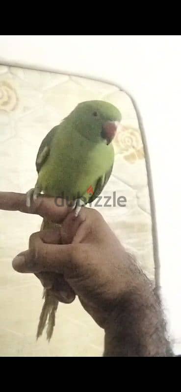 I want sale tame parrot because I go back my country 0