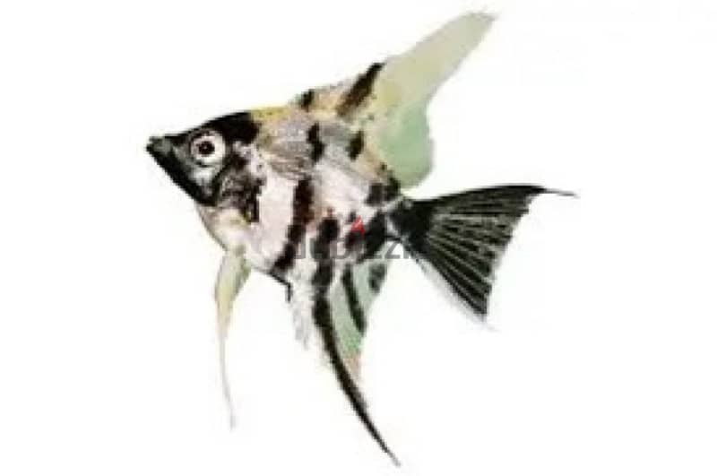 angel fish 0