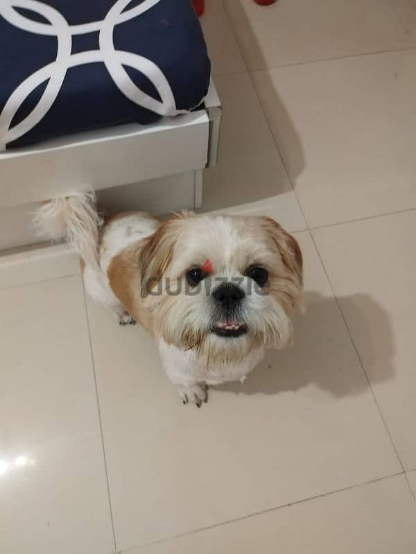 shihtzu male 1