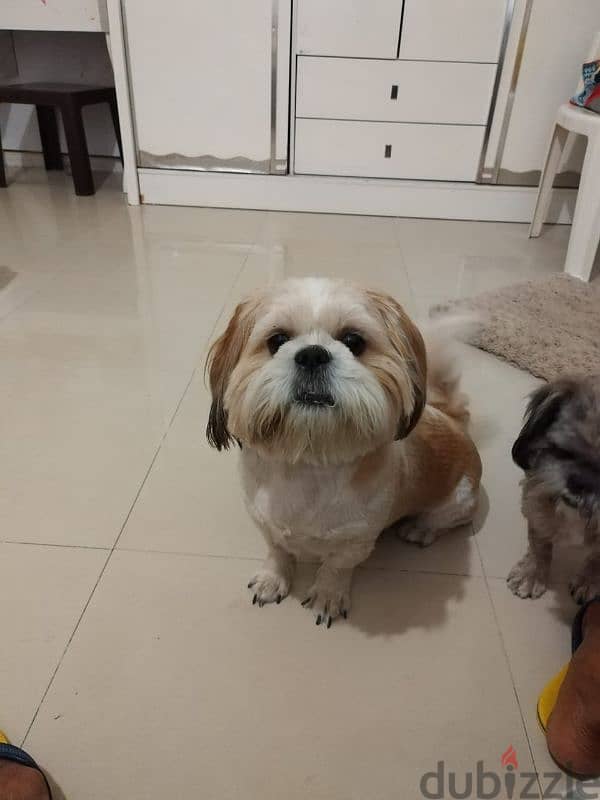 shihtzu male 2