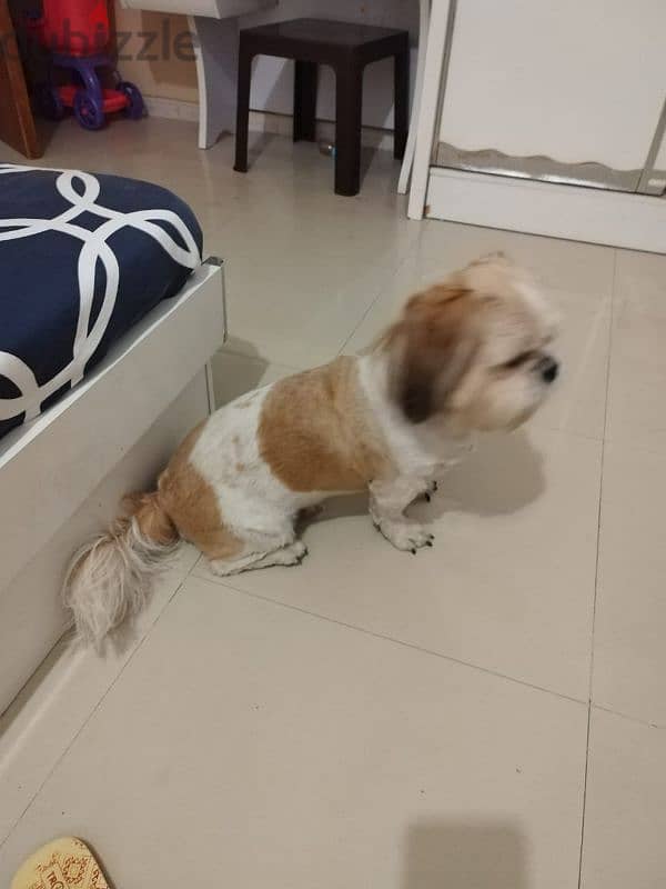 shihtzu male 4