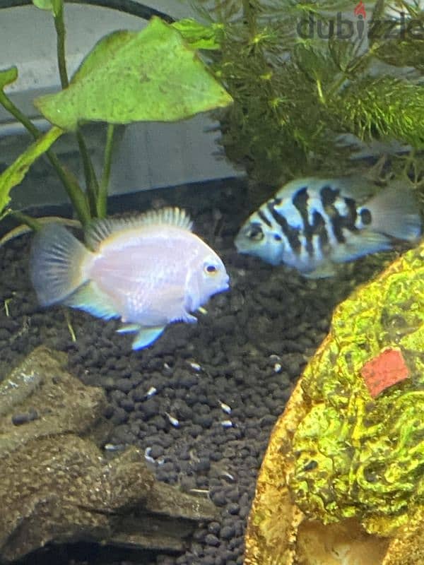 polar parrot bridging pair 0