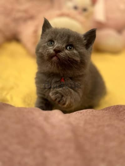 British short hair kitten