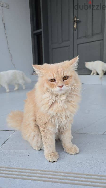 turkish cats 0