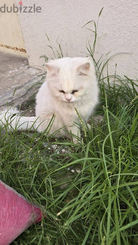 turkish cats 4