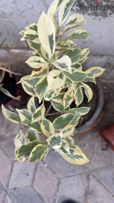 verigated leaf plant