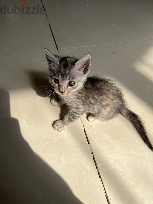 Cat | Turkish Angora kittens for sale 1