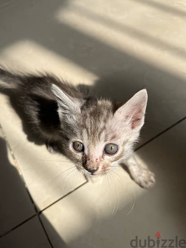 Cat | Turkish Angora kittens for sale 2