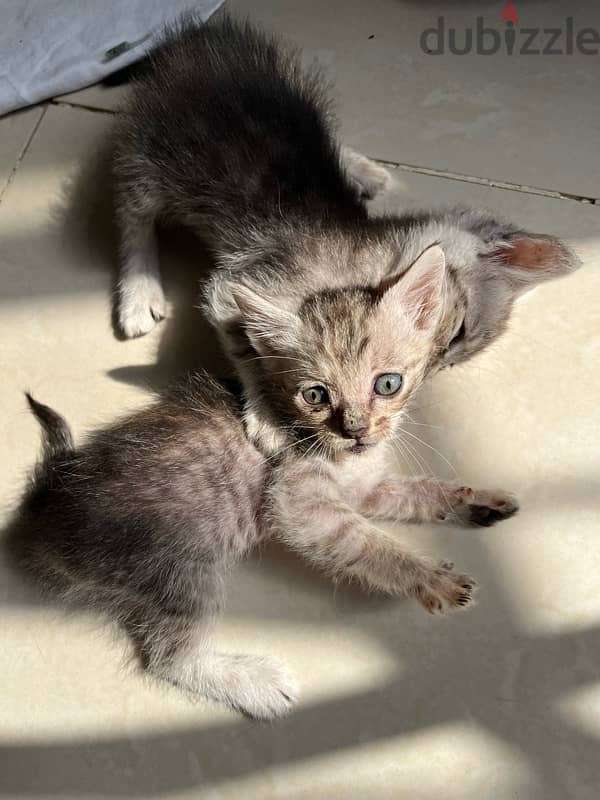 Cat | Turkish Angora kittens for sale 4