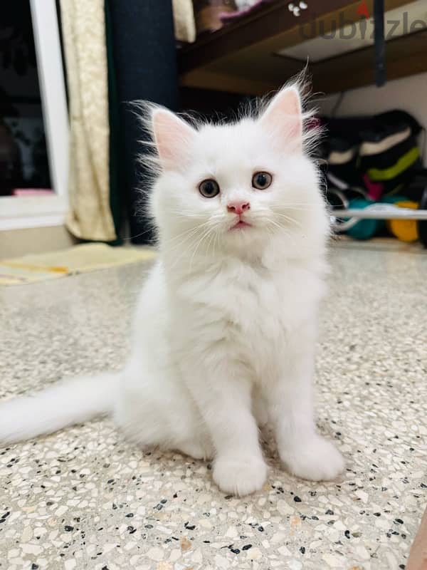 2 months old Persian cats 1