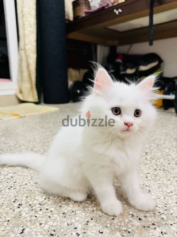 2 months old Persian cats 3