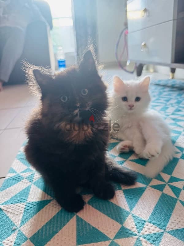 2 months old Persian cats 5