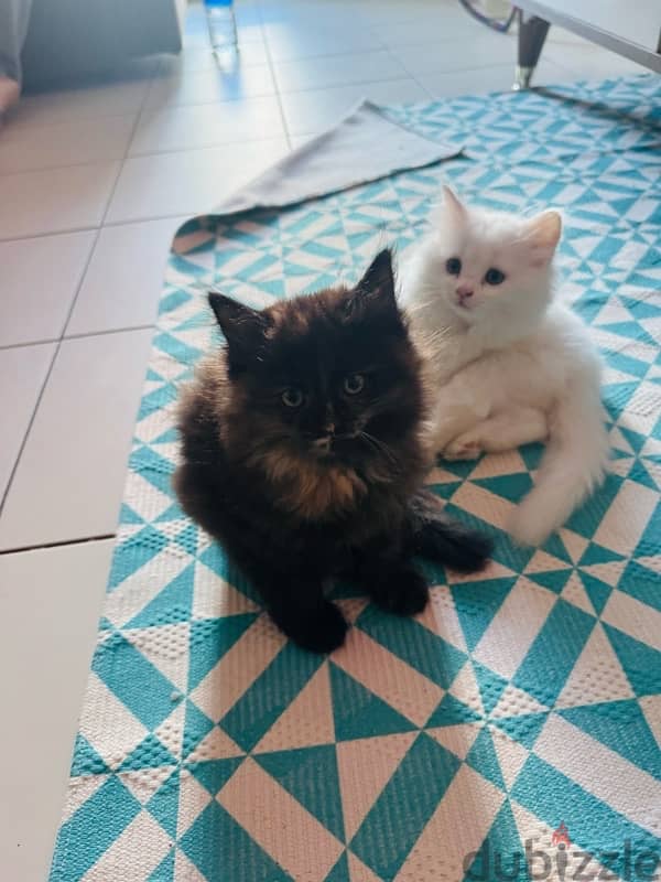 2 months old Persian cats 6