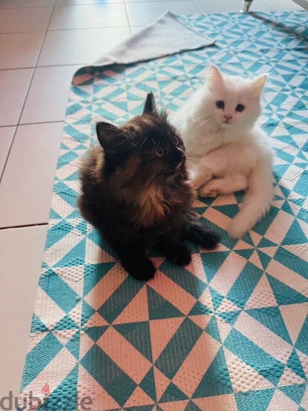 2 months old Persian cats 7