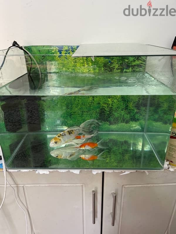 fish tank with Big beautiful fish and filter with food 7