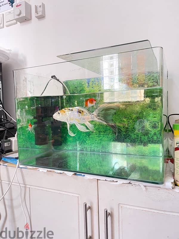 Fish tank 0