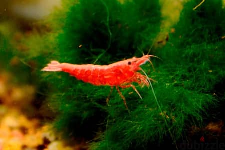 red shrimps