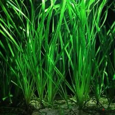 vallisneria