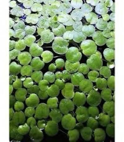 frogbit