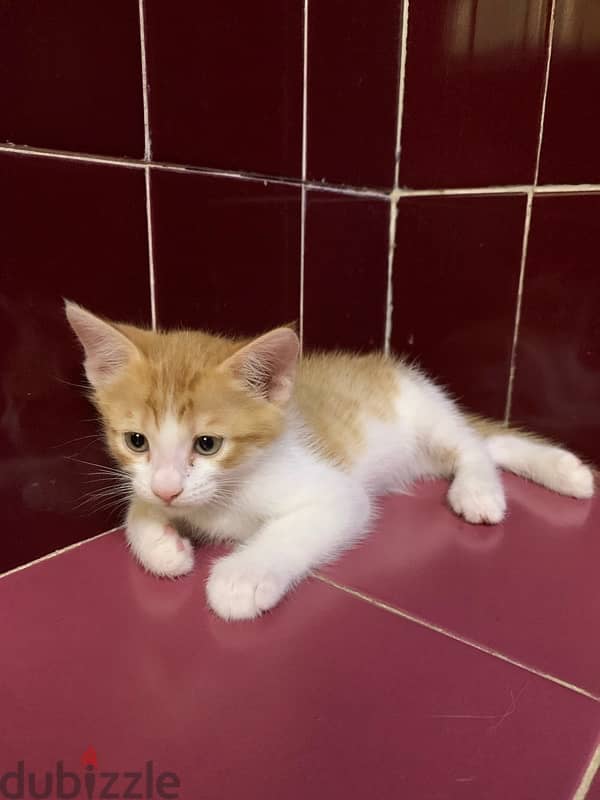 kittens for free adoption 2