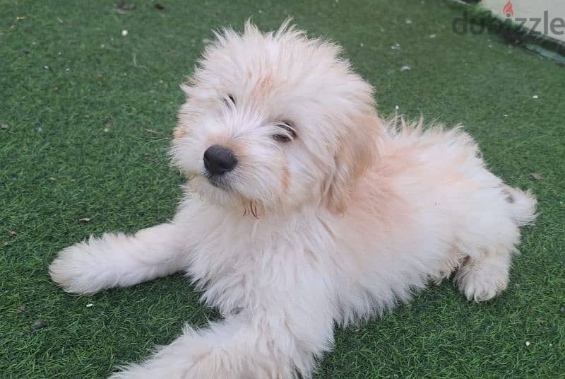 Maltese puppy 1