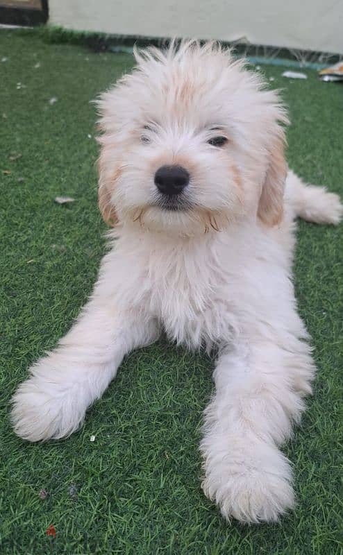 Maltese puppy 2