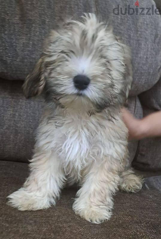 Maltese puppy for sale 1