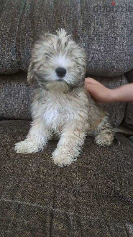 Maltese puppy for sale 2