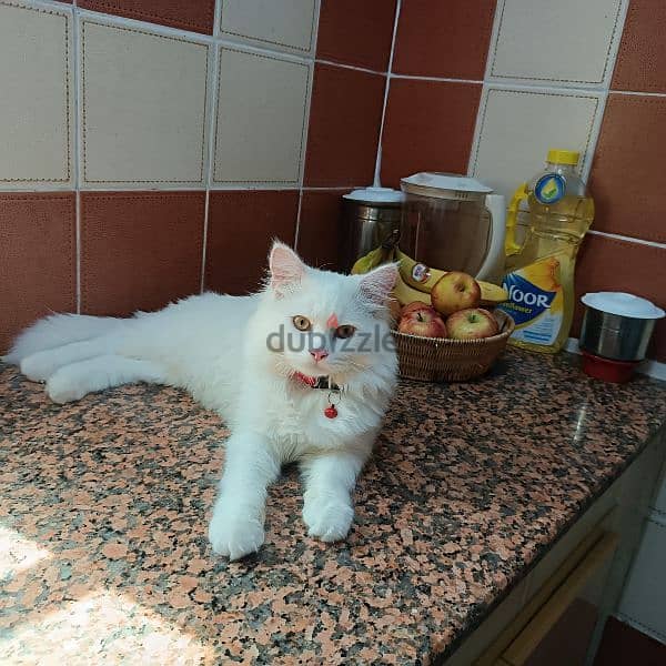 Female Turkishangora cat for mating 0