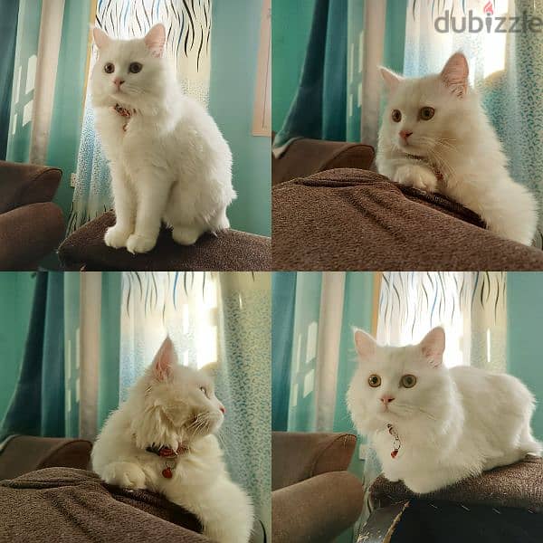 Female Turkishangora cat for mating 1