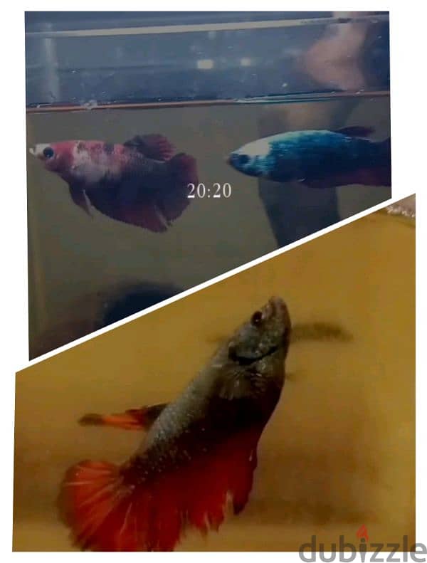 3 adult female bettas with visible egg spot and ready to breed 0