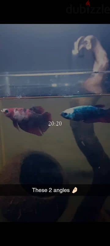 3 adult female bettas with visible egg spot and ready to breed 2