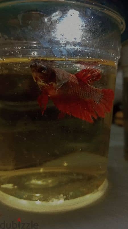 3 adult female bettas with visible egg spot and ready to breed 3