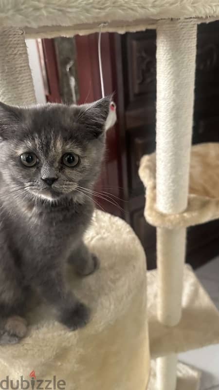 scottish british folds. 50 rials for each 0