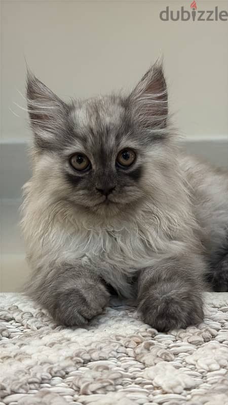 Persian cat 0