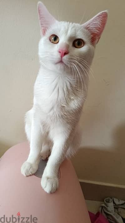 Turkish angora male female