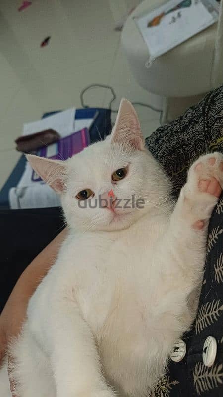 Turkish angora male female 2