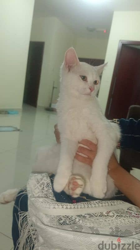 Turkish angora male female 3