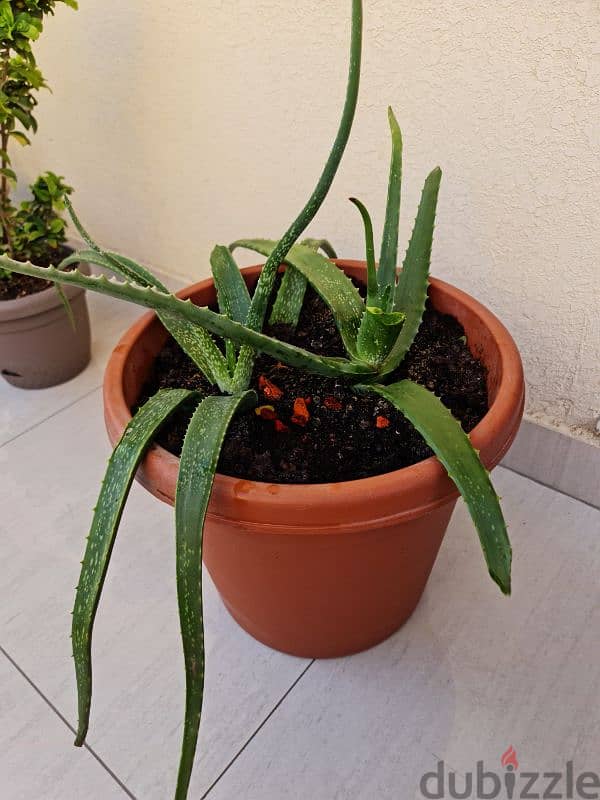 snake. plant,aloevera plants 0