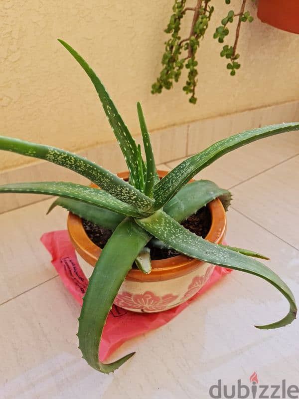 snake. plant,aloevera plants 2