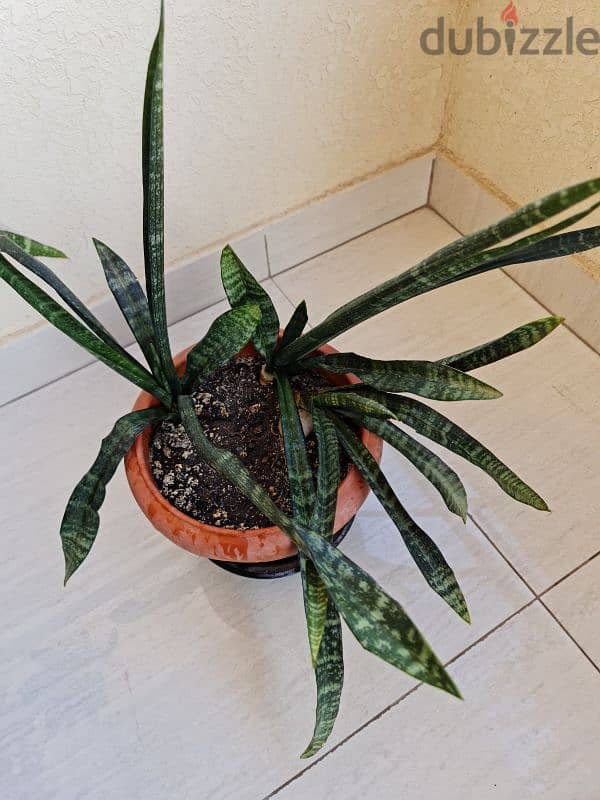 snake. plant,aloevera plants 3